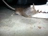 mousekill1.jpg