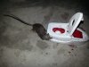 mousekill2.jpg
