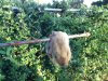 Gofer.JPG