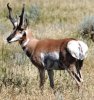 antelope.jpg