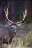 Mule-Deer.jpg