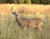 whitetail.jpg