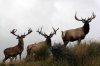 3-bull-elk-photo.jpg