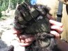 bear pic SCH 2.jpg