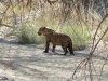 jaguar-collared2.jpg