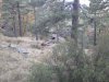 Cougar 11-02 17.03.32.jpg