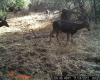 trailcamegteam1.png