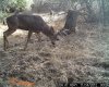 trailcam (2).JPG