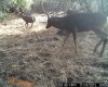 trailcam (3).JPG