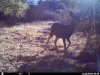 trailcam (4).JPG