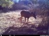 trailcam (5).JPG