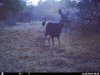 trailcam (6).JPG