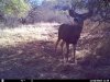 trailcam (7).JPG