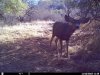 trailcam (8).JPG