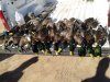 mallard 1.jpg