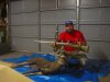deer1.JPG
