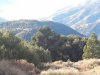 tejon 2.JPG