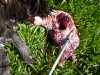 archery turkey 2012 007.jpg_thumb.png