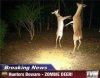 deer.jpg