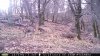 tree stand 8-12 303.jpg