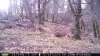 tree stand 8-12 305.jpg