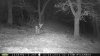 tree stand 8-12 350.jpg