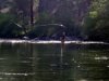 flyfishing.jpg