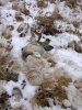 idaho 2012 hunt 040.jpg