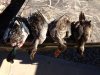 ducks.jpg