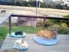 pets.jpg