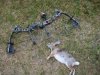 rabbit 001.JPG