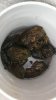 Frogs2.jpg