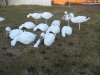 snow_goose_decoys_008.jpg