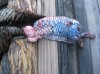 turkey opener 2009 015.jpg