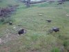 eddies turkey 2011 008.JPG