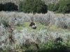 turkey opener 2012 061.JPG