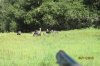 turkeys 4-11-13 034.JPG