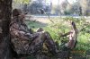 turkey hunt 4-17-13 001.JPG