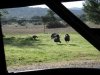 turkey hunt 4-5-12 005.JPG