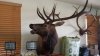 elk.jpg