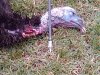 archery turkey 2013 013.jpg