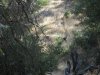 deer 2009 013.jpg