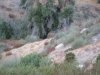 deer 2009 047.jpg