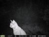 Bobcat sitting.jpg