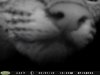 Bobcat nose.jpg