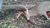Deer5.jpg