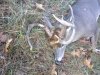 Deer6.jpg