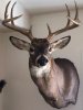 Roys whitetail.jpg