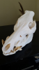Nicks hog.jpg_thumb.png