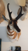 antelope1.png